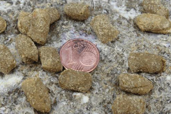 einzelne Minihappen mit einem 1 Cent Stück zum Vergleich 